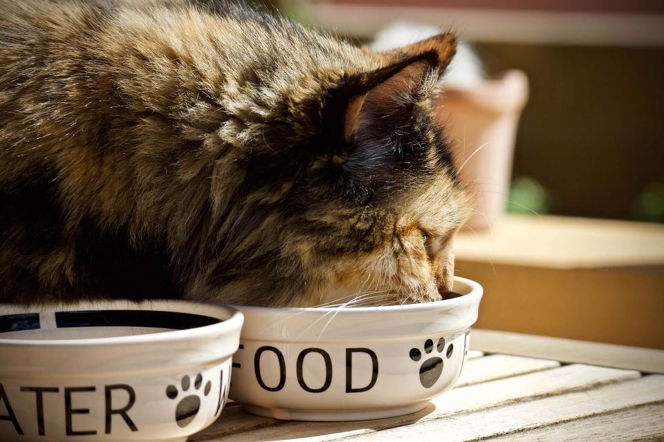 Optimum Feline Nutrition What Should You Feed Your Cat